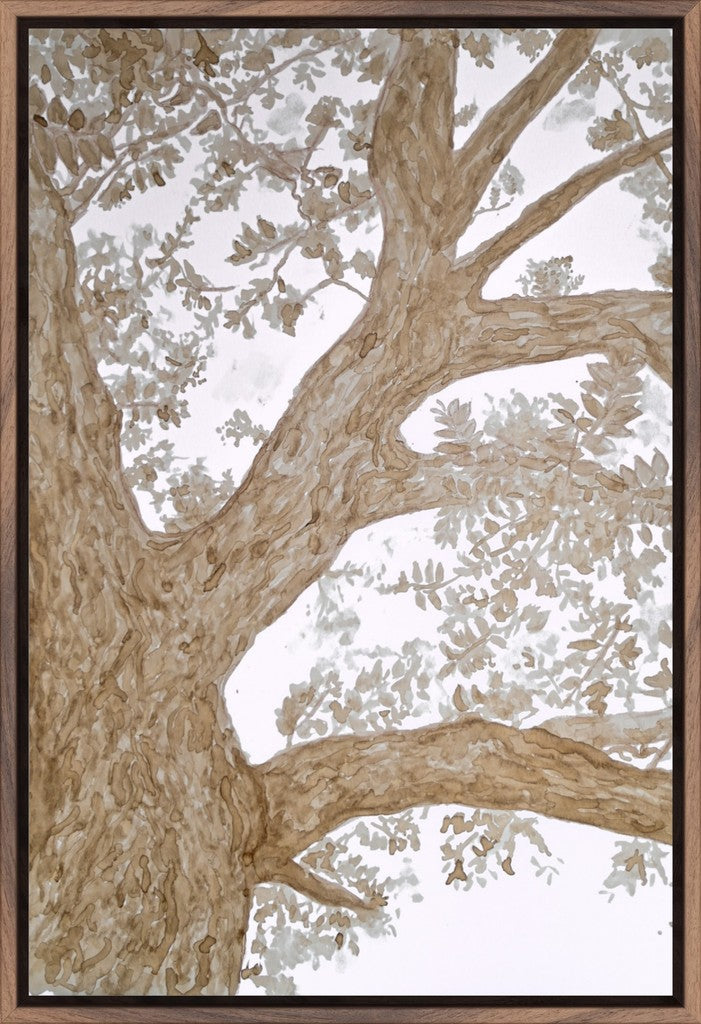 Walnut Tree Framed Canvas Prints